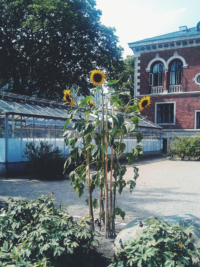 Gigantic sunflowers in the Botanical Garden